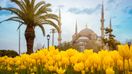 The Blue Mosque, palm tree and yellow tulips in Istanbul on a spring day in Turkey in April.