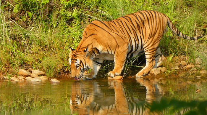 A tiger drinking water in the Bardia National Park Nepal