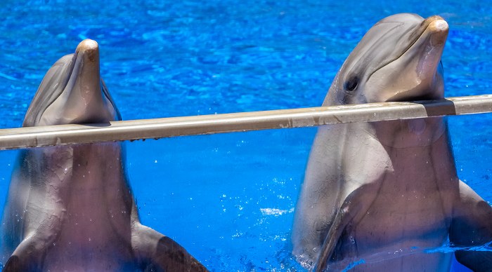Two cute dolphins