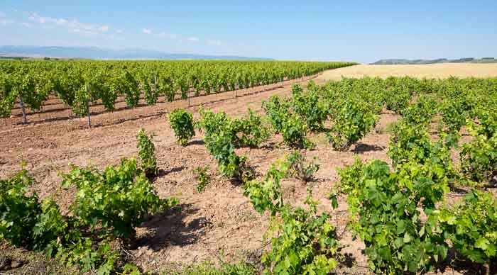 La Rioja Wine District in Spain