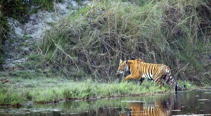 Bengal Tiger in Bardia National Park Nepal