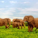 Elephants Grazing in Chobe-National-Park