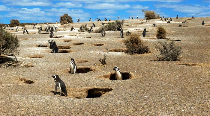 Magellanic Penguins Punta Tombo