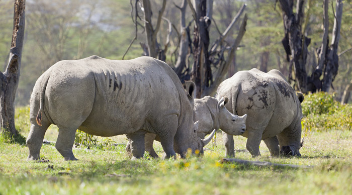 Rhino Family in Nakuru National Park Kenya