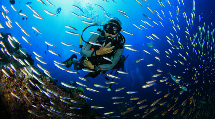 diving with fish in great barrier reef