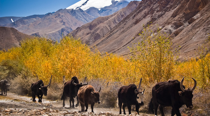 Ladakh Markha Valley trek