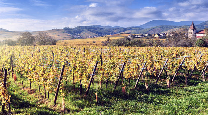 Alsace Wine Region France