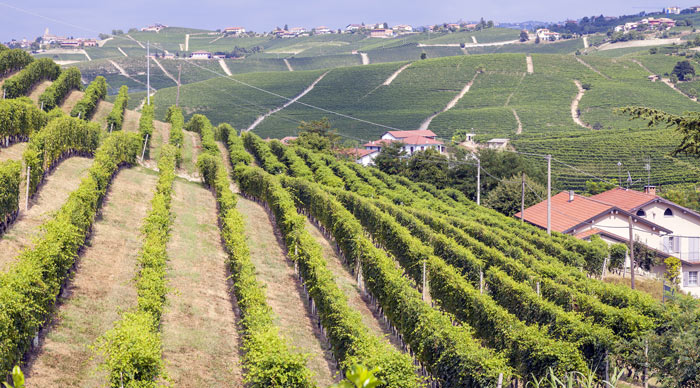 Piedmont Wine Region