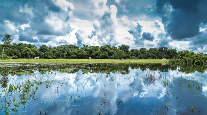 Wetlands in Pantanal Brazil