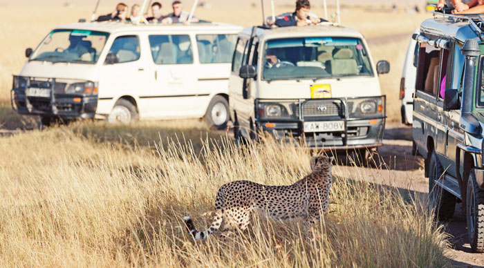 Safari in Masai Mara