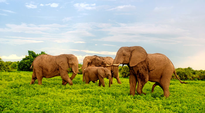 African Elephants in Botswana, Africa