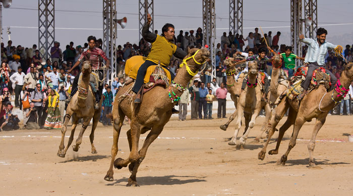 Pushkar Camel (fair) Mela 