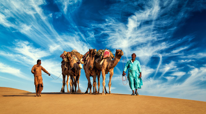Two Indian camel drivers with camels in dunes of Thar desert. Jaisalmer, Rajasthan, India