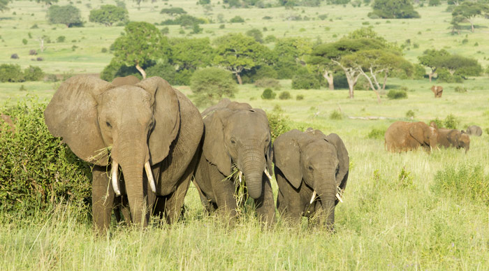 African Elephants in Selous Game Reserve