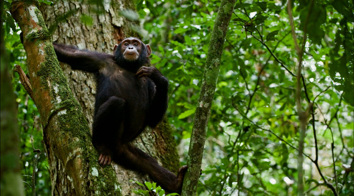 Chimpanzee on a tree in the Gombe Stream National Park 