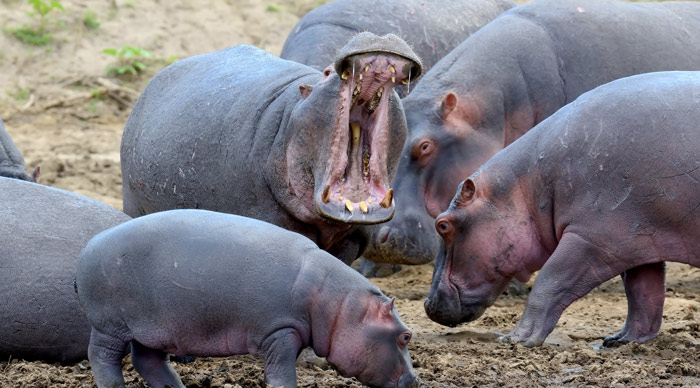 Hippo Family in the Katavi National Park 