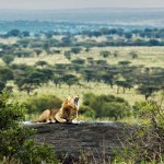 Lion lying on rocks and roars on savanna at sunset