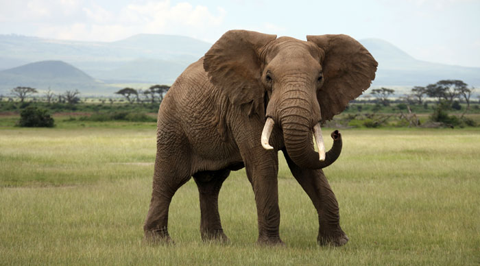 Big African elephant in Amboseli National Park, Kenya