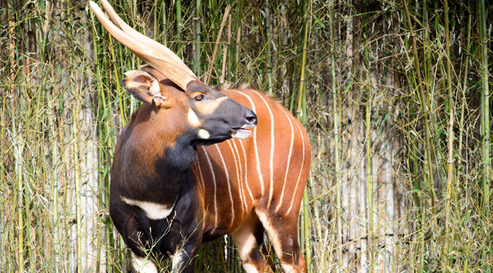 Picture of Bongo Antelope