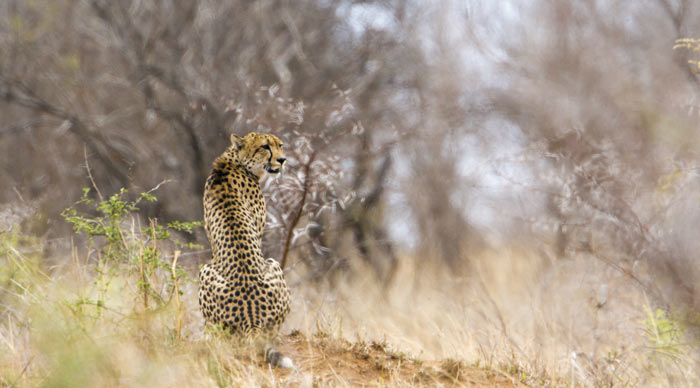 A Cheetah in Kruger National Park