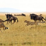 A group of cheetahs in Masai Mara