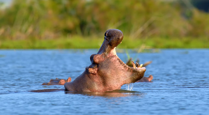Hippo in the water at Tsavo West and East