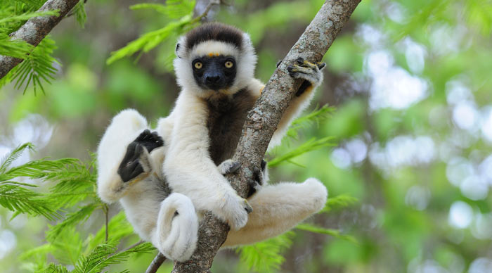 Long-legged lemur in Madagascar
