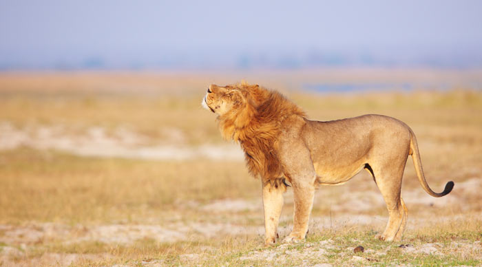 Lion walking in the Duba plains
