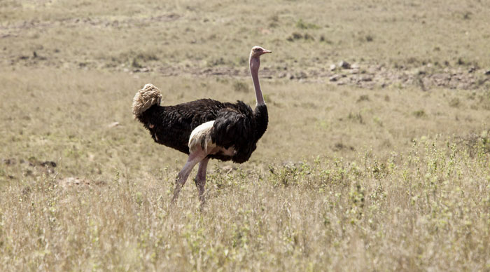 Wild Ostrich in Nairobi National Park