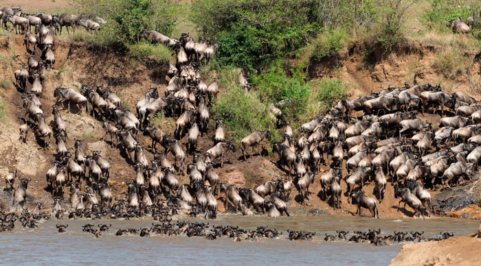 Wildebeests migration at the Masai Mara National Reserve