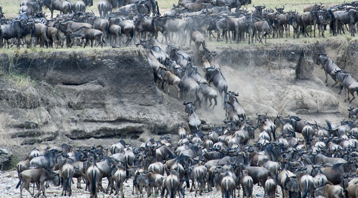 Wildebeests migration at the Serengeti National Park