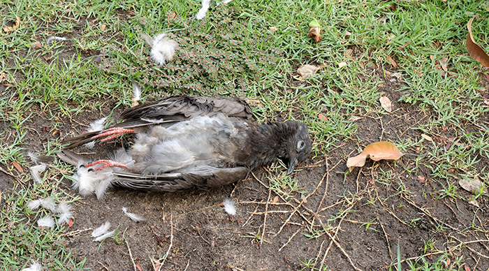 Birds killed in the village of Jatinga India