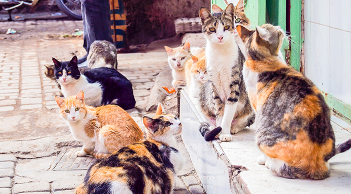 A group of cats in Tashirojima