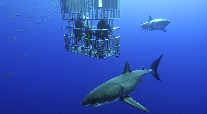 Tourist in a cage watching sharks while in South Africa