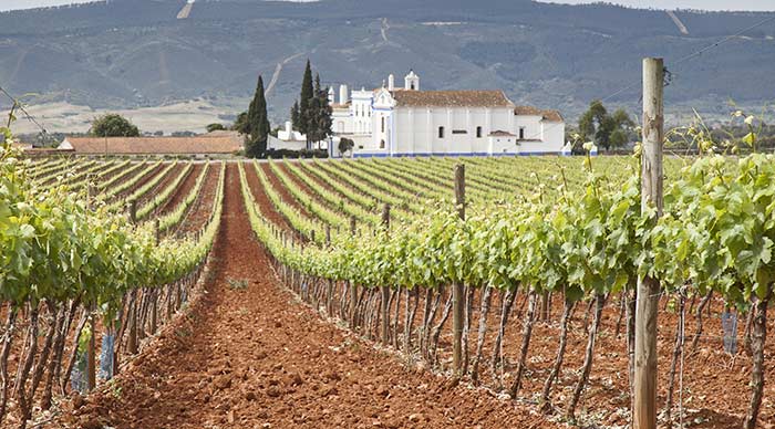 A view of vineyards on Alentejo Portugal