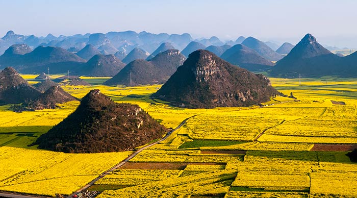 Canola flower field in spring in Luoping in China