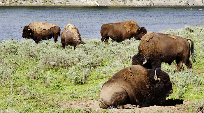 A herd of in the Yellowstone national park USA 