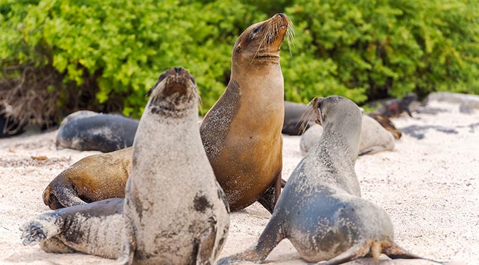 Sea Lions in Galapagos Islands