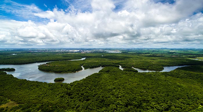  Amazon rainforest in Brazil South America