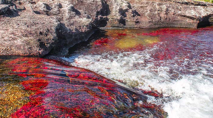 A picturesque image of Caño Cristales in Colombia