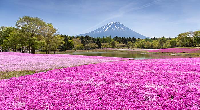 Cherry blossom field in the Hitsujiyama Park of Japan