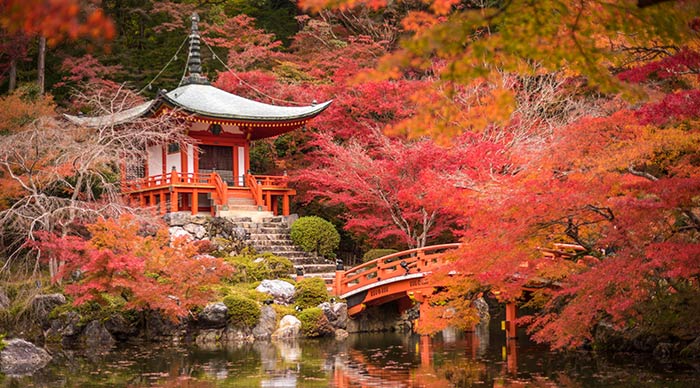 Daigoji temple covered with mapple leaves in Kyoto Japan