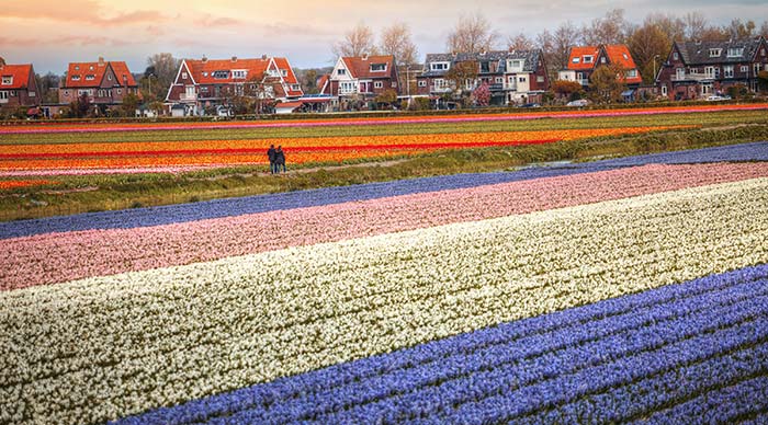 Pink red and orange tulip field in North Holland
