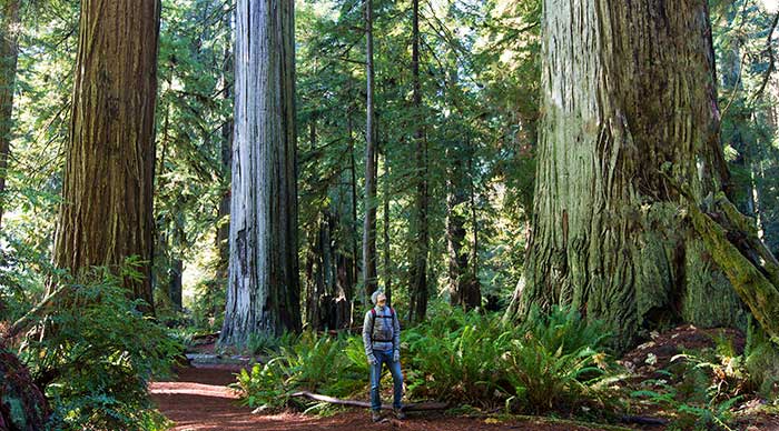 Man walking in the Redwood National and State Parks