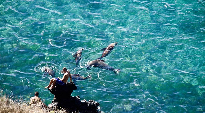 Tourists enjoying the ocean with crystal clear water and swimming sea lions in Galapagos Islands