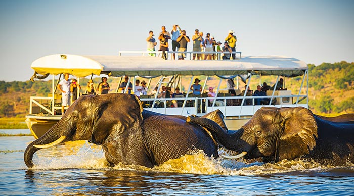 African Elephants swimming across the Chobe River Botswana with tourists on safari watches on