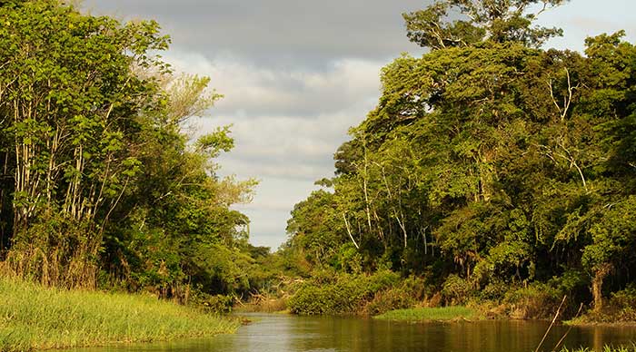 An image of Peru northern jungle