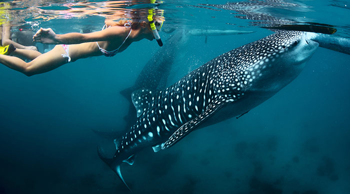 Young lady snorkeling with whale shark in Mexico