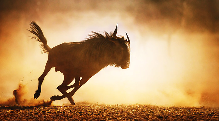 Wildebeest running in Kalahari Desert