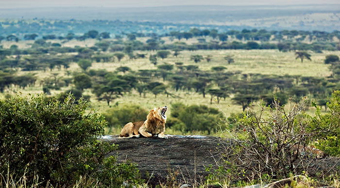 Lion lying on rocks and roars on savanna at sunset